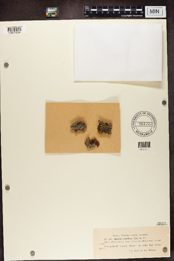 Bacidia vermifera image