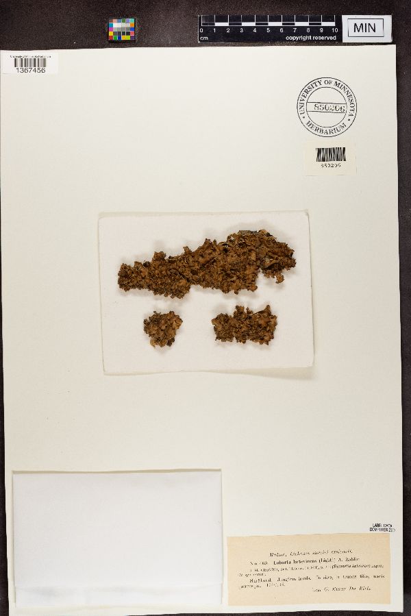 Lobaria laetevirens image