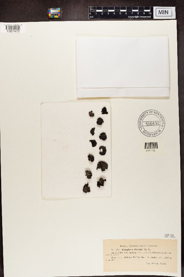 Gyrophora discolor image