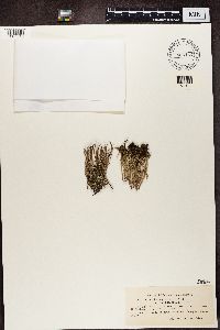 Cladonia gracilis image