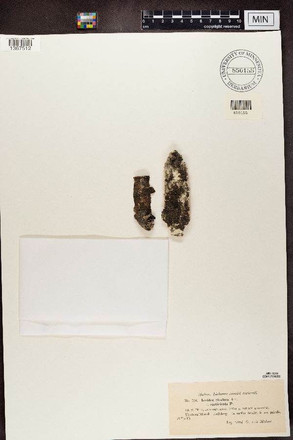 Lecidea rivulosa f. corticola image