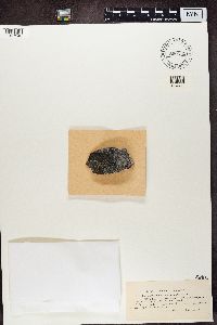 Lecidea macrocarpa image