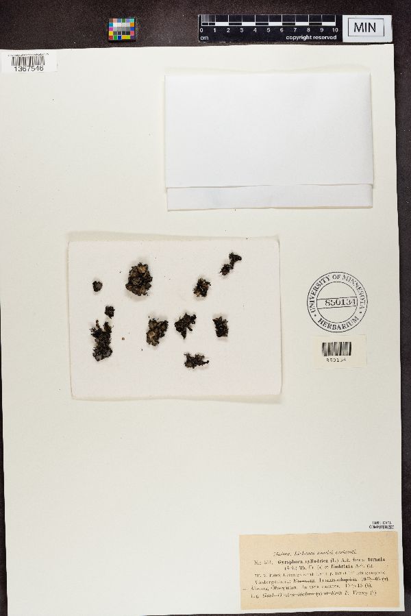Umbilicaria cylindrica var. cylindrica image