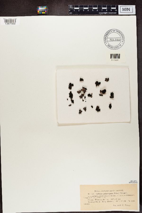 Collema polycarpum image