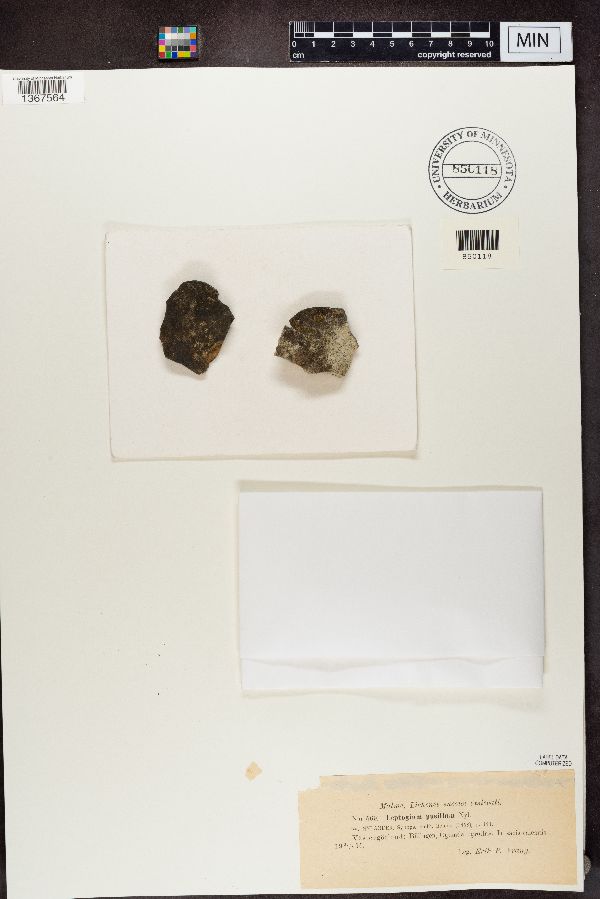 Leptogium biatorinum image