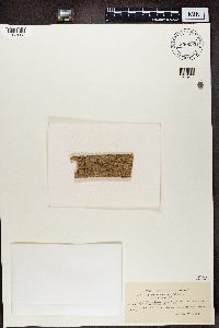 Lecanora carpinea image