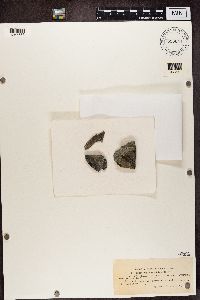 Image of Rhizocarpon roridulum