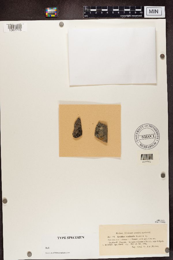 Bacidia quadrilocularis image