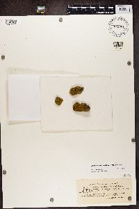 Caloplaca granulosa image
