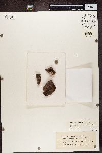 Pyrenodesmia variabilis image