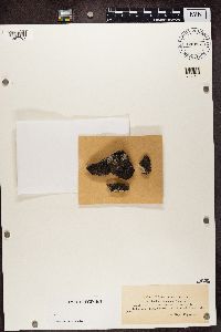 thumbnail image of current specimen