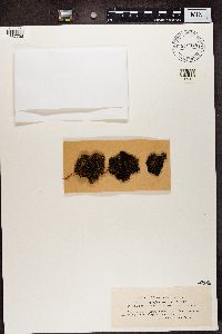 Scytinium gelatinosum image