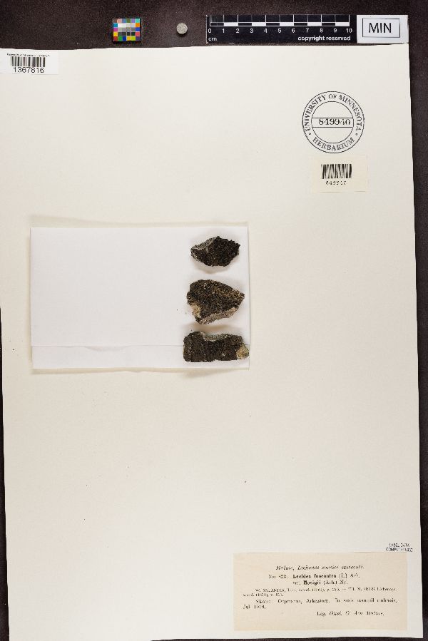 Lecidea fuscatoatra image