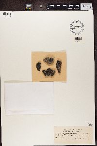 Verrucaria caerulea image