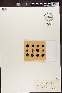 Gyrophora discolor image