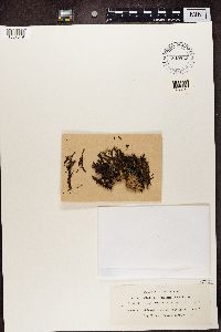 Cladonia delessertii image