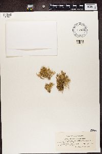 Ramalina calicaris image