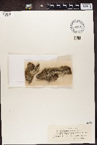 Lepra albescens image