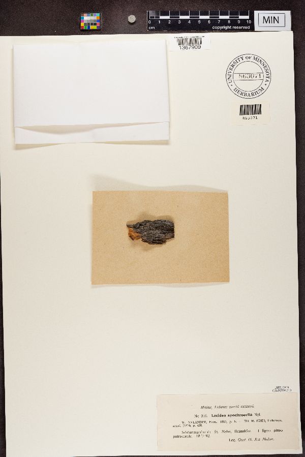 Lecidea apochroeella image