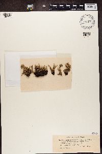 Cladonia macrophylla image