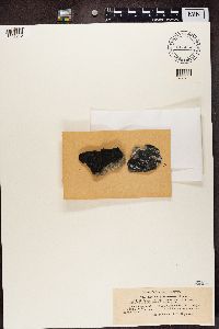 thumbnail image of current specimen