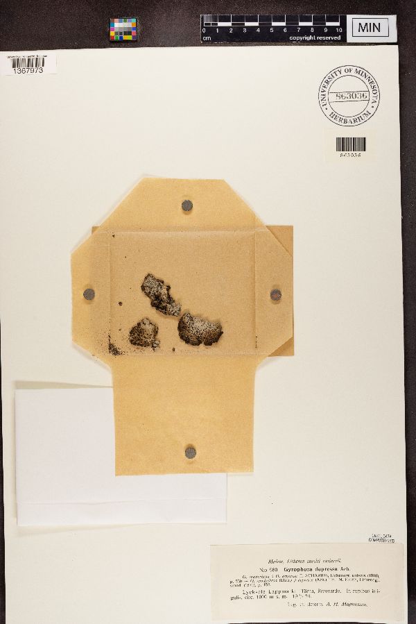 Gyrophora depressa image