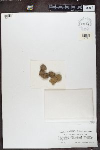 Inoderma epigaeum image