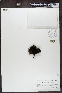 Lathagrium durietzii image