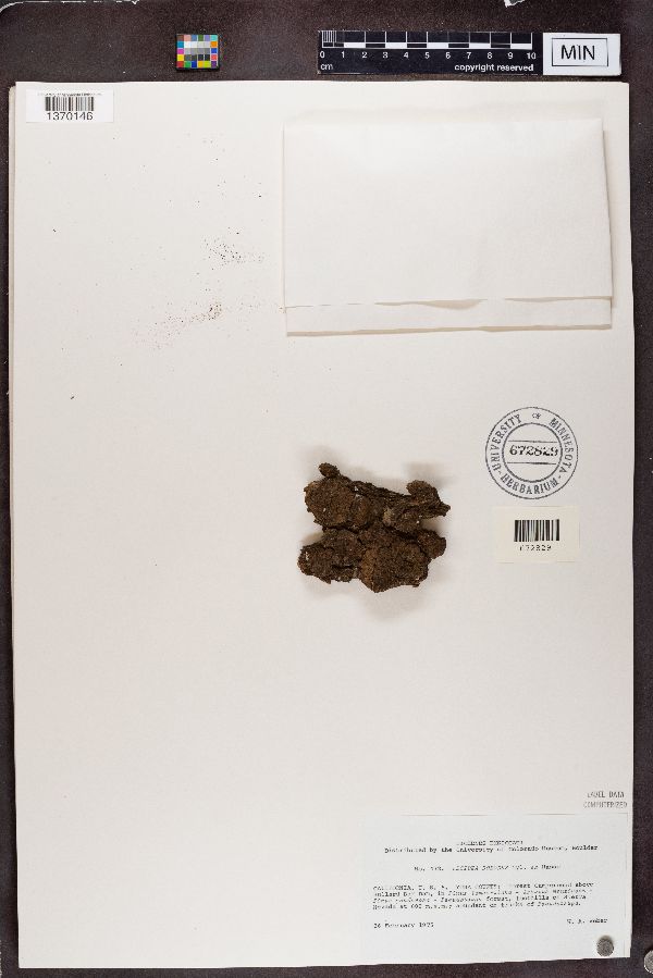 Lecidea dolodes image