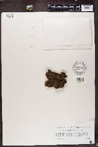 thumbnail image of current specimen