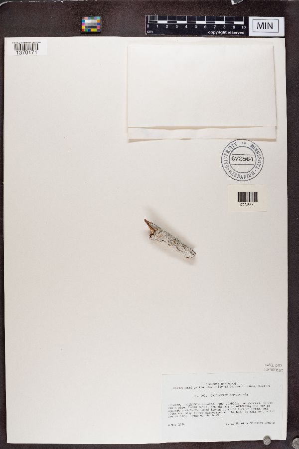 Chiodecton effusum image