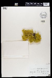 Letharia vulpina image