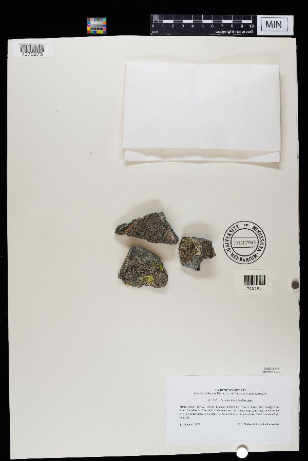 Lecidea leucothallina image