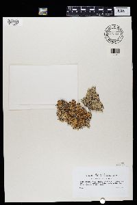 Hypogymnia krogii image
