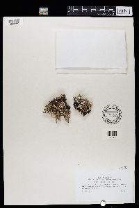 Cladonia ecmocyna image