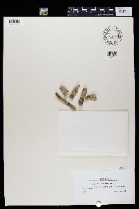 Pertusaria xanthodes image