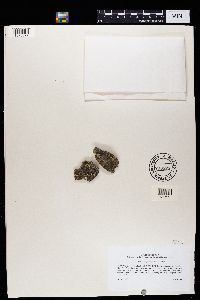 Caloplaca epithallina image