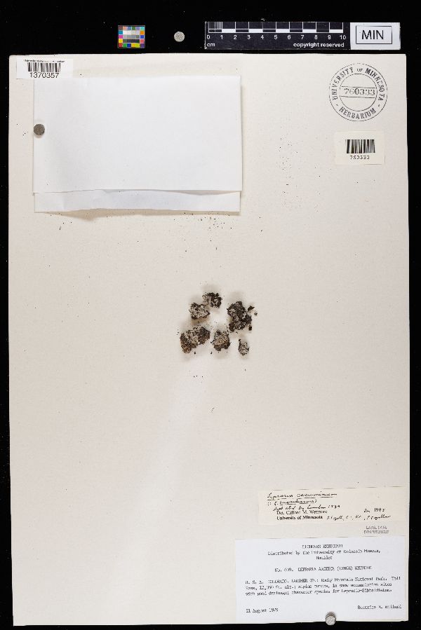 Lepraria arctica image