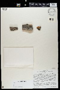 Lecania constricta image