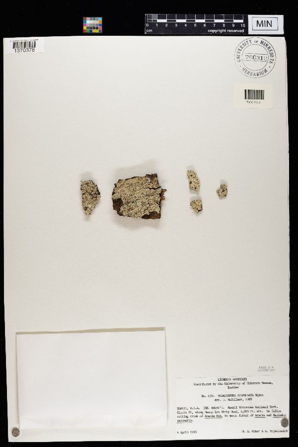 Megalospora image