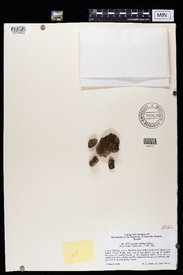 Lecania dudleyi image