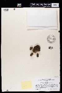 thumbnail image of current specimen