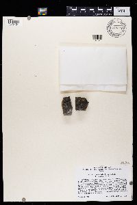 Placopyrenium canellum image