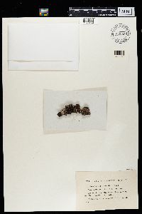 Hypogymnia pruinosa image