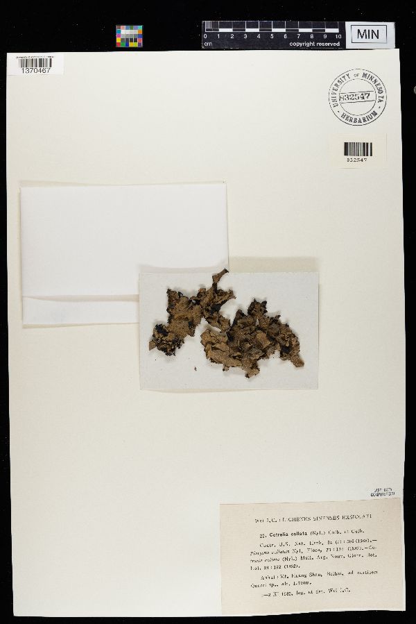 Cetraria collata image