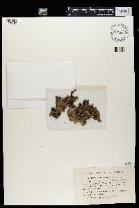 Image of Cetraria collata