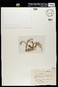 Cladonia macroptera image