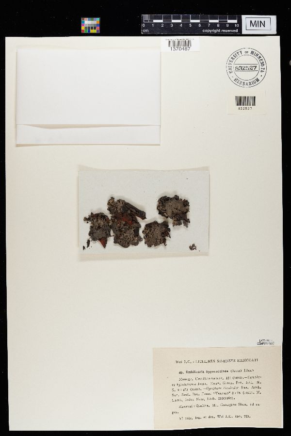 Umbilicaria hypococcinea image