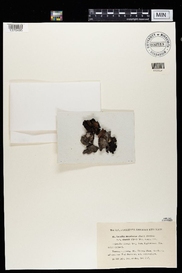 Lasallia mayebarae var. sinensis image