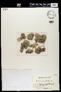 Cladina evansii image